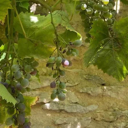 Hameau Du Soleil - Papillon *